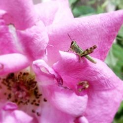 Close-up of insect on pink flower