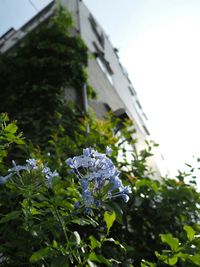 Low angle view of flowers against built structure