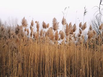 View of stalks in field against clear sky