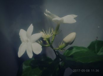 Close-up of white flower blooming outdoors