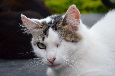 Close-up of a cat