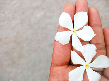 Close-up of hand holding white flower