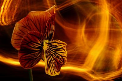 Close-up of orange flower against blurred background