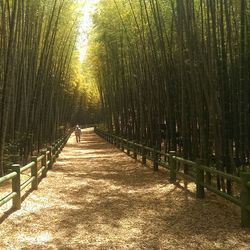 Footpath passing through forest