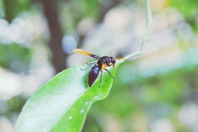 Close-up of insect on leaf