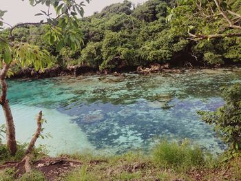 River passing through forest