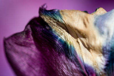 Close-up of purple flower