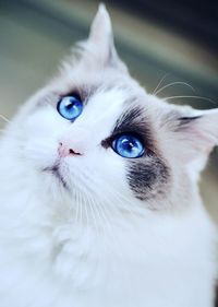 Close-up portrait of a blue eyed ragdoll cat 