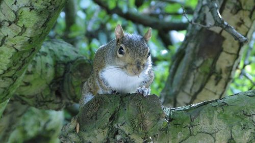 Squirrel on tree trunk in forest