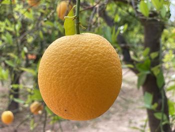 Close-up of fruit on tree