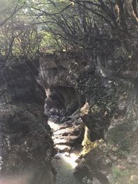 Scenic view of waterfall in forest