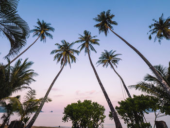 Scenic view of iconic tall coconut palm tree on tropical island beach. koh mak island, trat thailand