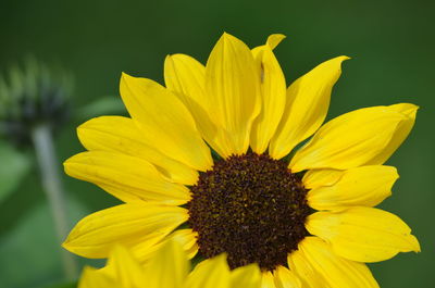 Close-up of yellow flower