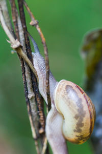 Close-up of snail on plant