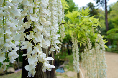 Close-up of fresh flower tree