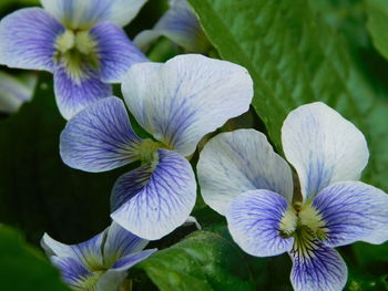 Close-up of purple flowering plant