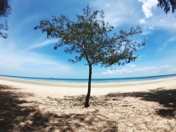 Tree on beach against sky