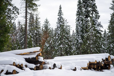 Snow covered land and trees in forest