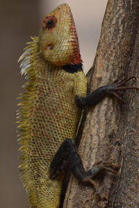 Close-up of a lizard on tree trunk