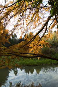 Scenic view of lake in forest during autumn