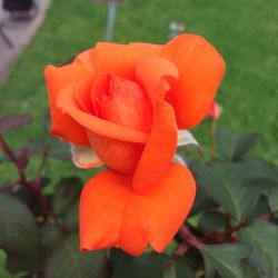 Close-up of orange rose