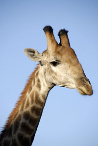 Low angle view of giraffe against clear sky