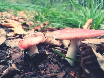 Close-up of mushroom growing on field