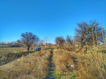Trees on field against clear blue sky