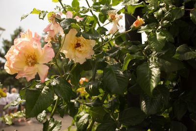 Close-up of flowers blooming outdoors