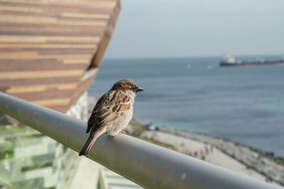 Sparrow perching on railing against sea
