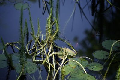 Close-up of plants against lake