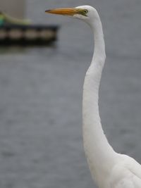 Close-up of bird