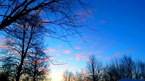 Low angle view of bare trees against blue sky