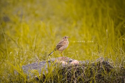 Bird perching on a field