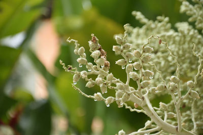 Close-up of white flowering plant