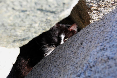 Close-up of cat on rock