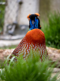animal themes