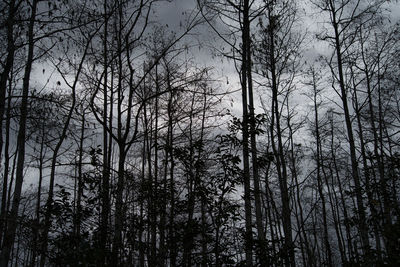 Low angle view of silhouette trees in forest against sky