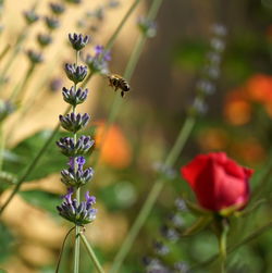 Close-up of insect on purple flowering plant