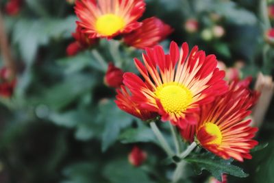 Close-up of red flowers blooming outdoors