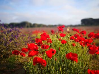 Close-up of red poppy flowers growing on field