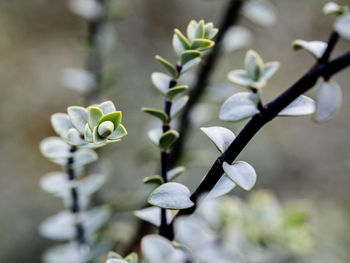 Close-up of white flowering plant