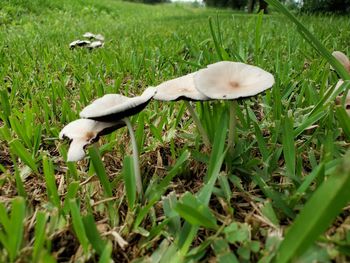 Close-up of white mushrooms on field