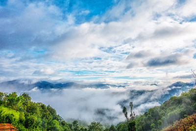 Scenic view of trees in forest against sky