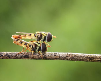 Close-up of insect perching on leaf