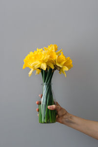 Close-up of hand holding yellow flower over white background