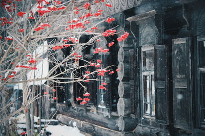 Red berries on tree against house during snowfall