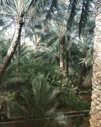 Low angle view of palm tree