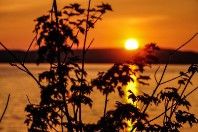 Silhouette plants against romantic sky at sunset