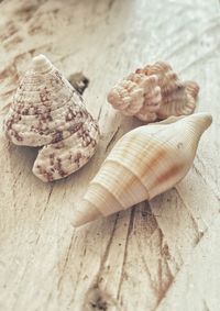 Close-up of shells on table